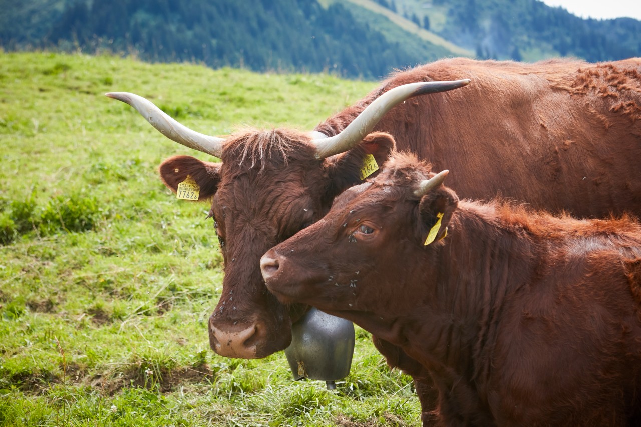 Ferme de la Rosette - vache