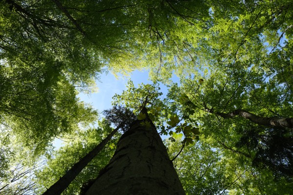 Forêts