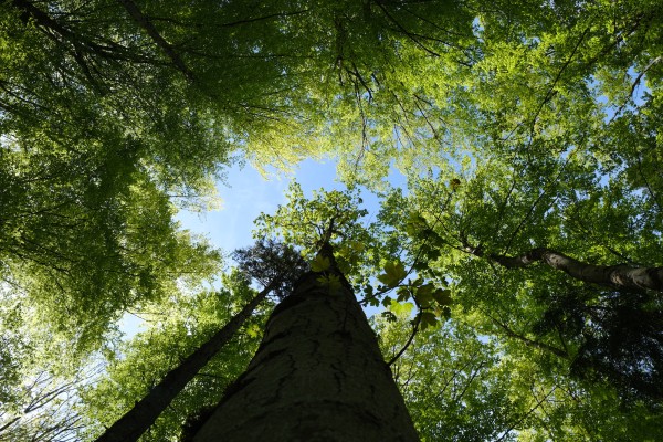 arbres en hauteur