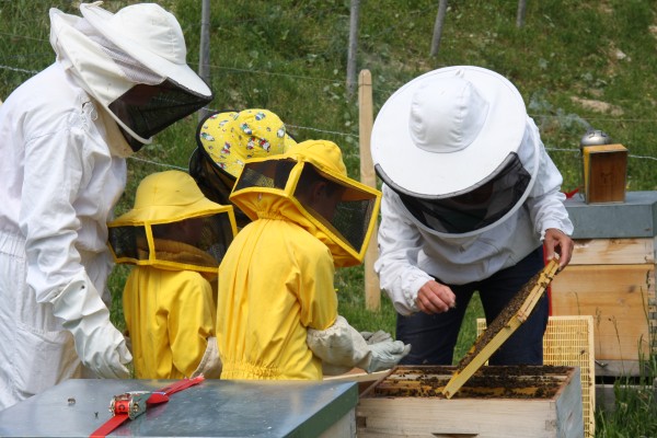 Découverte du monde abeilles - Graines d'apiculteurs 6