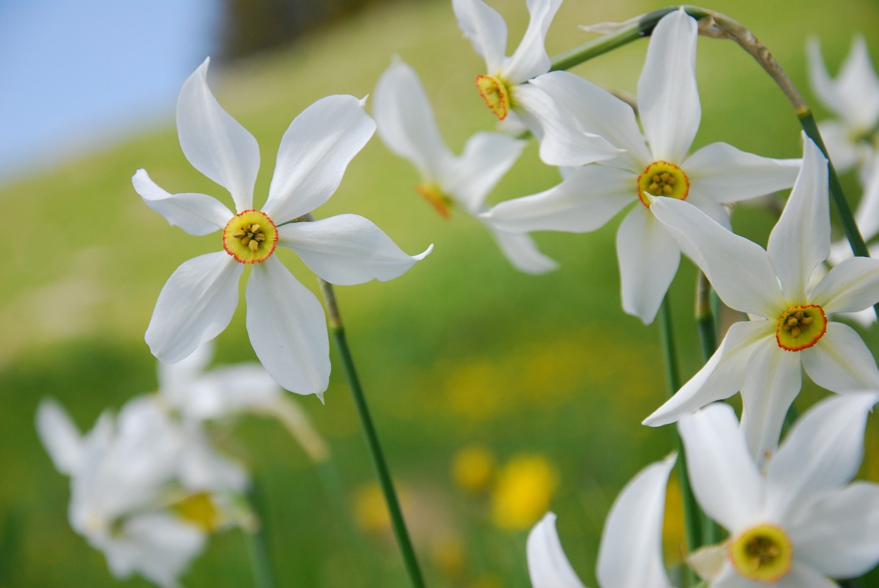 Narcisse détail