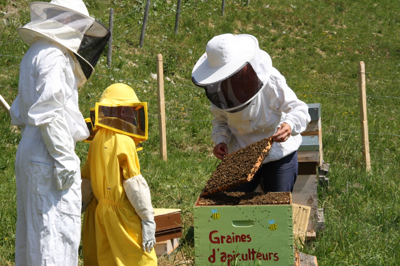 Découverte du monde abeilles - Graines d'apiculteurs 4