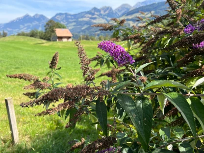 Buddléia de David