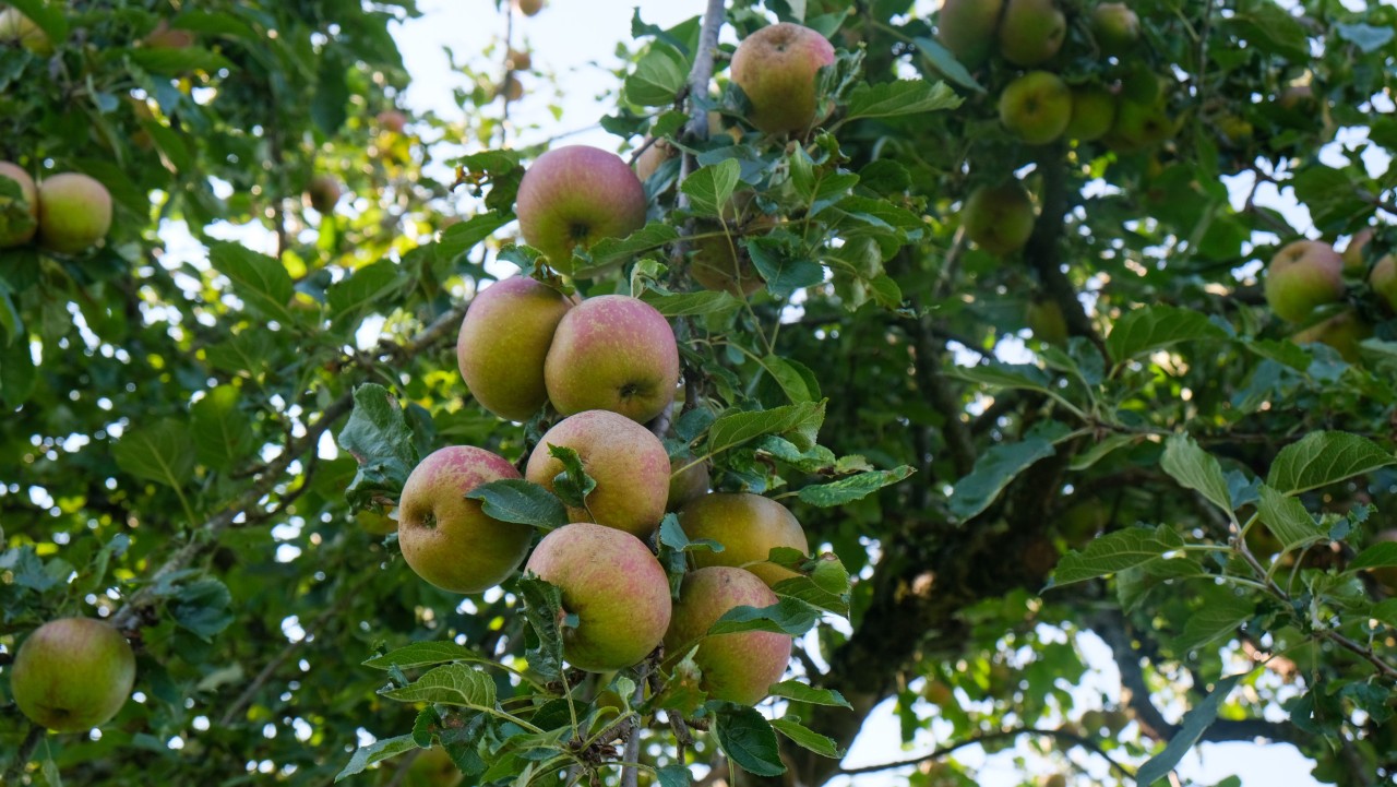 Pommes en grappe-4416x2486