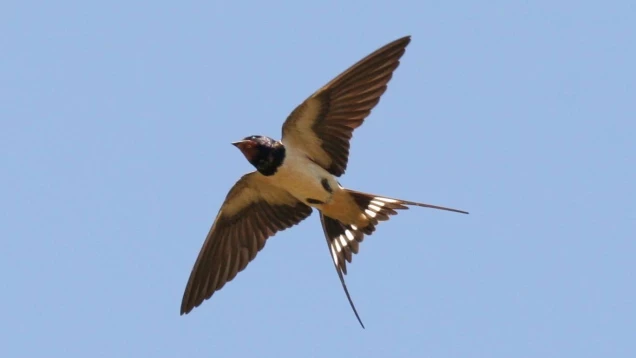 Hirondelle rustique - libre de droits-1369x770