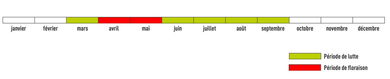 Période de floraison laurier-cerise