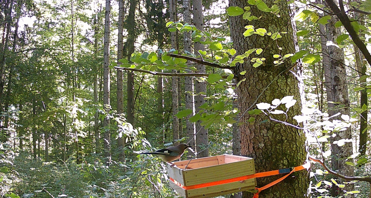 Geais des chênes et cageot