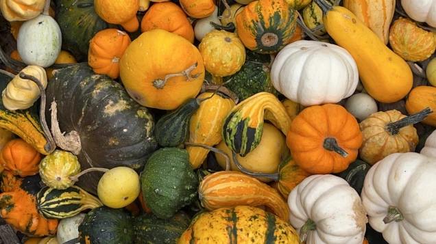 courges-2500x1405
