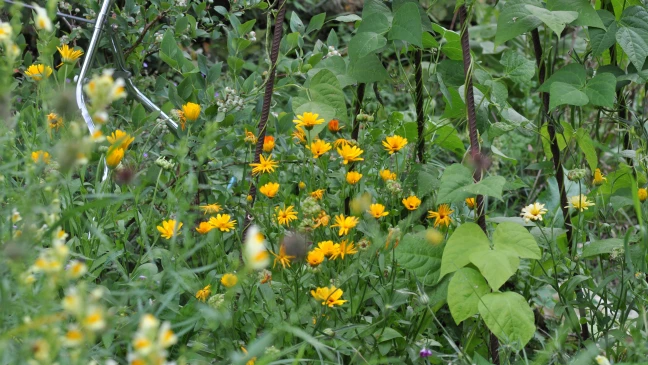 Jardin durable-4288x2413