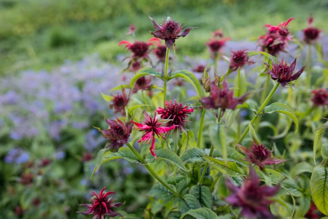 Monarde 2 Alpes en Fleurs