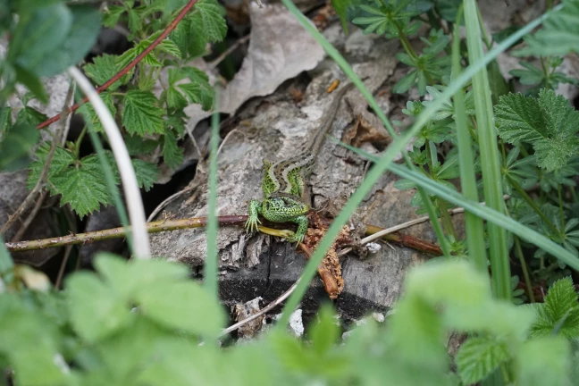 lezard_agile_G.Mazza
