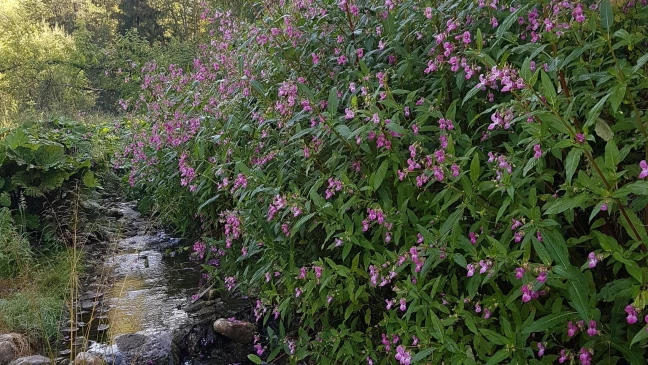 Impatiente glanduleuse-1536x864