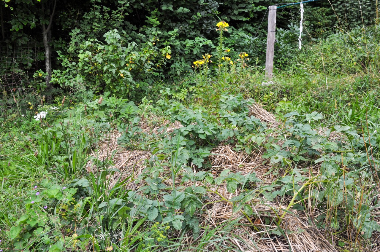 Jardin_Allieres_paillage et diversité culture