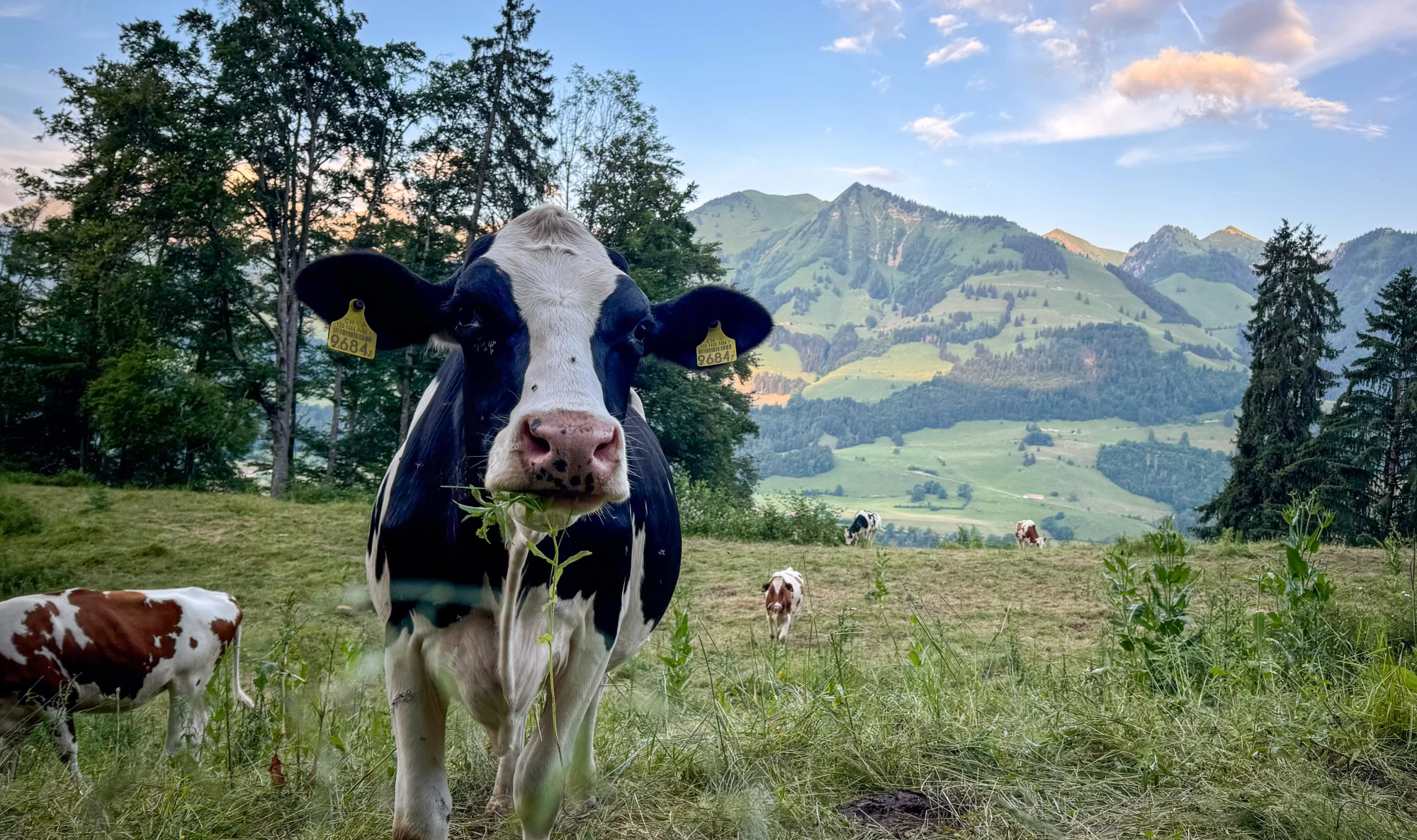 Vache au crépuscule-5158x3059