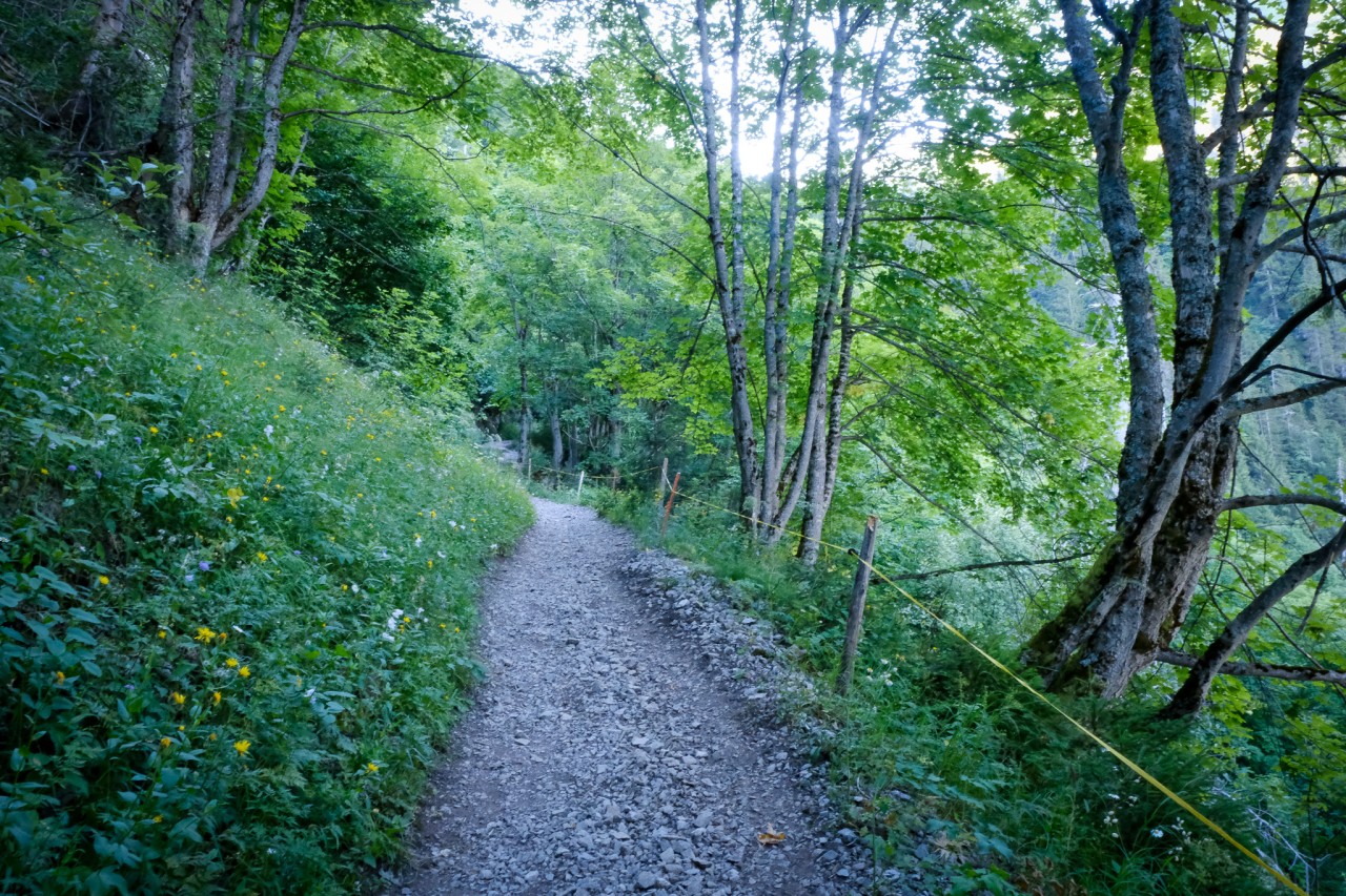 Erables à Bounavau