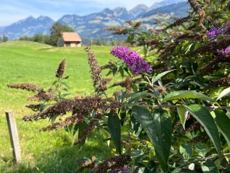 Buddléia de David