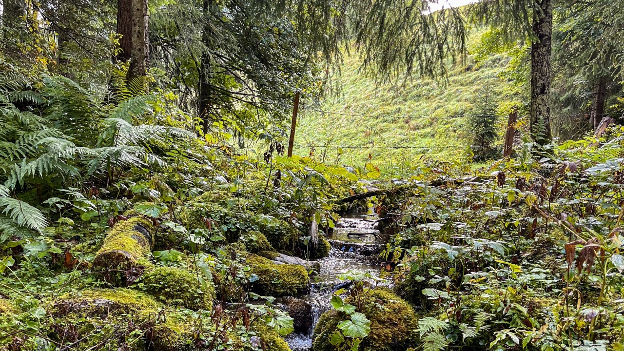 Forêt des Arses 2-3024x1701