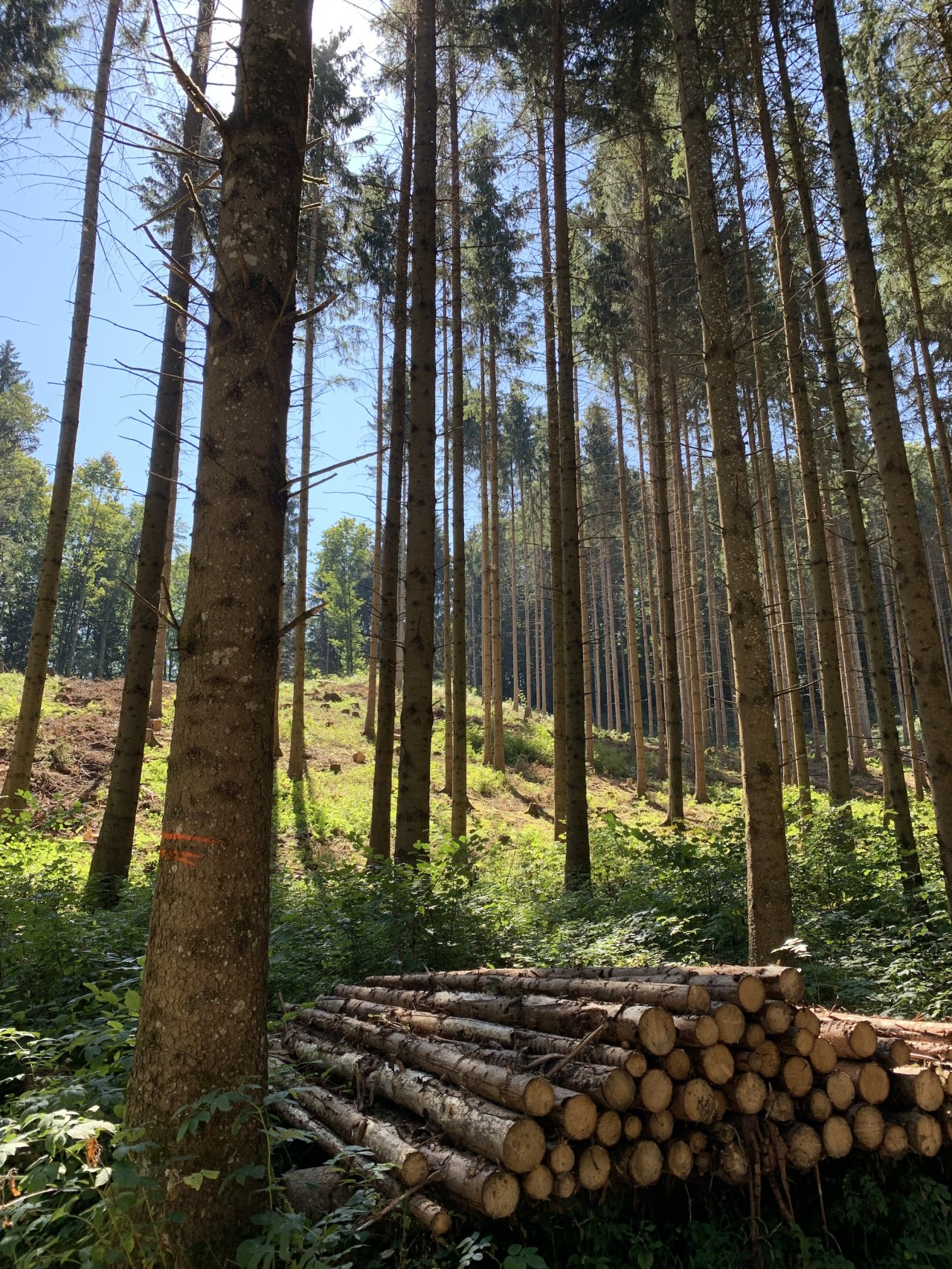 foret dense gruyères