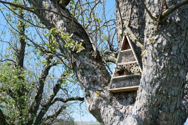 hôtel à insectes arbre