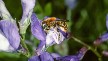 Abeille sauvage©Entomologie-Botanik-ETH Zürich-Fotograf-Albert Krebs-4677x2629