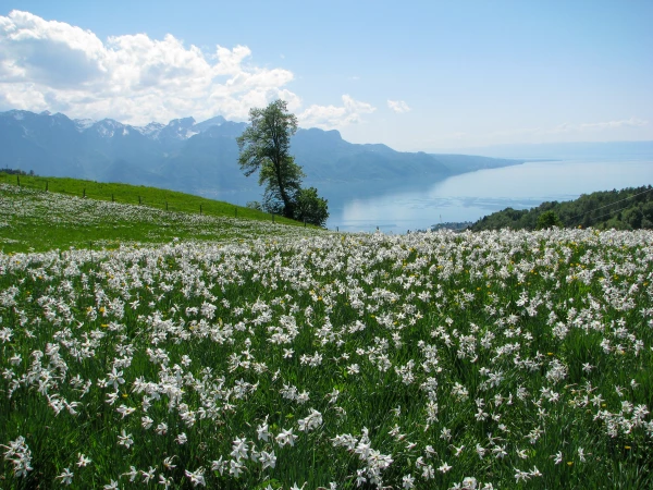 Narcisses La Combe des Vurzis
