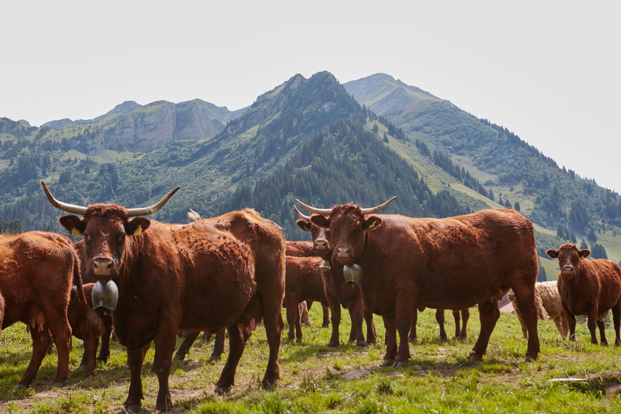 Ferme de la Rosette - vache 2