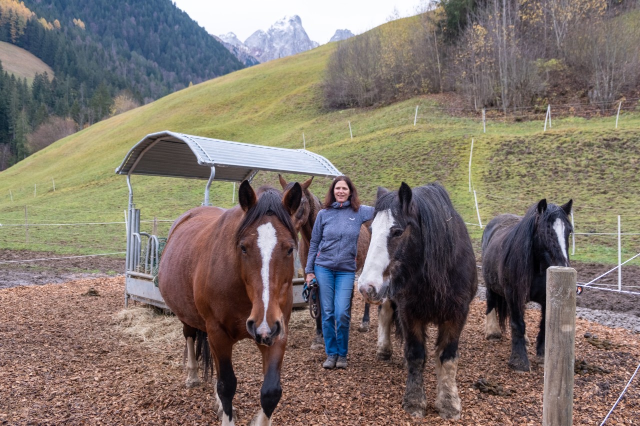 Au Pré aux Chevaux - chevaux