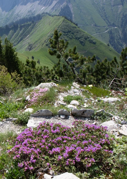 La Rambertia 2 ©Jardin alpin La Rambertia -2607x3648