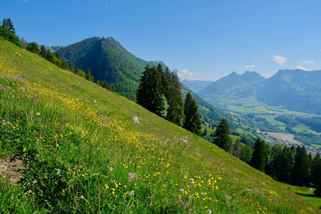 Pâturage sur les hauts d'Albeuve